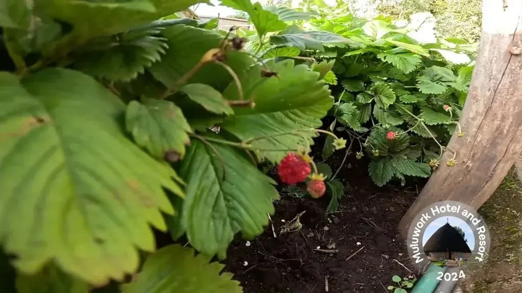 Beautiful Gurage NatureMuluwork Resort and Hotel