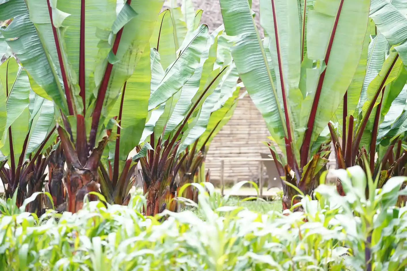 Muluworkotels & Resorts