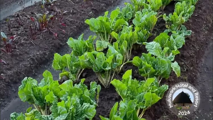 Muluwork Resort and Hotel